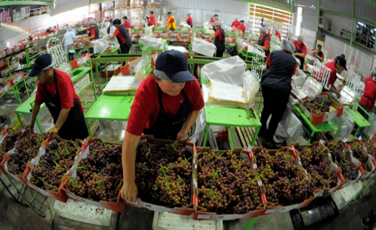 Realizarán investigación para beneficiar el cultivo de uva en la región